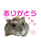 おにぎりまるぷーすけ①（個別スタンプ：7）