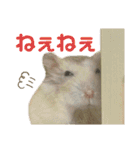 おにぎりまるぷーすけ①（個別スタンプ：13）