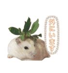 おにぎりまるぷーすけ①（個別スタンプ：15）