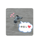 ぴーちゃんのさくらと仲間たち（個別スタンプ：4）