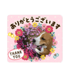 むぎ子のスタンプ（個別スタンプ：30）