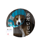 むぎ子のスタンプ（個別スタンプ：39）