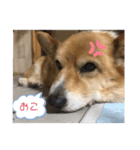 チェリー❤️（個別スタンプ：3）