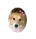 チェリー❤️（個別スタンプ：8）