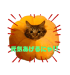 ねこのチューイくん。（個別スタンプ：1）