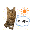 ねこのチューイくん。（個別スタンプ：2）