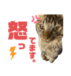 ねこのチューイくん。（個別スタンプ：4）