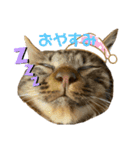 ねこのチューイくん。（個別スタンプ：7）