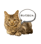 ねこのチューイくん。（個別スタンプ：8）