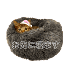 ねこのチューイくん。（個別スタンプ：10）