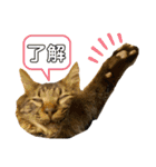 ねこのチューイくん。（個別スタンプ：12）
