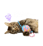 ねこのチューイくん。（個別スタンプ：13）