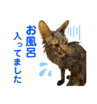 ねこのチューイくん。（個別スタンプ：14）