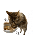 ねこのチューイくん。（個別スタンプ：15）