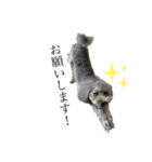 我が家のもふもふ③（個別スタンプ：4）