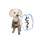 我が家のもふもふ③（個別スタンプ：5）