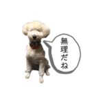 我が家のもふもふ③（個別スタンプ：8）