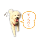 我が家のもふもふ③（個別スタンプ：11）