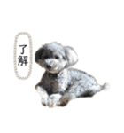 我が家のもふもふ③（個別スタンプ：14）