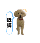 我が家のもふもふ③（個別スタンプ：16）