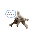 我が家のもふもふ③（個別スタンプ：19）