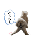 我が家のもふもふ③（個別スタンプ：31）
