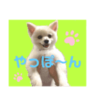 ポメのポンちゃん♂（個別スタンプ：1）