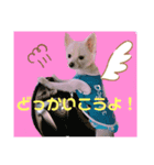ポメのポンちゃん♂（個別スタンプ：2）