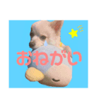 ポメのポンちゃん♂（個別スタンプ：3）