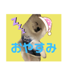 ポメのポンちゃん♂（個別スタンプ：4）