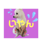ポメのポンちゃん♂（個別スタンプ：5）