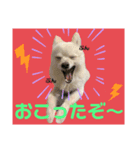 ポメのポンちゃん♂（個別スタンプ：6）