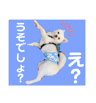 ポメのポンちゃん♂（個別スタンプ：7）