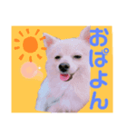 ポメのポンちゃん♂（個別スタンプ：8）