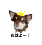 チョコタンもずく おはよう編（個別スタンプ：1）