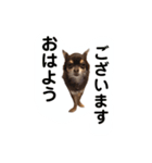 チョコタンもずく おはよう編（個別スタンプ：5）