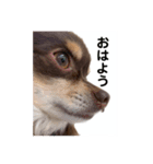 チョコタンもずく おはよう編（個別スタンプ：7）