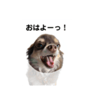 チョコタンもずく おはよう編（個別スタンプ：8）