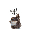 チョコタンもずく おはよう編（個別スタンプ：9）