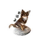 チョコタンもずく おはよう編（個別スタンプ：13）