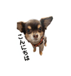 チョコタンもずく おはよう編（個別スタンプ：14）
