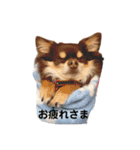 チョコタンもずく おはよう編（個別スタンプ：15）