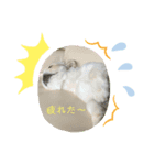 ちゃび・ちゃび 2（個別スタンプ：5）