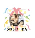 ミモザファミリー日常（個別スタンプ：3）