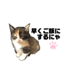 うちの三毛猫めいさん（個別スタンプ：1）