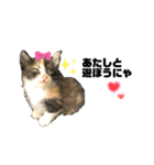 うちの三毛猫めいさん（個別スタンプ：2）