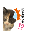 うちの三毛猫めいさん（個別スタンプ：4）