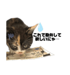 うちの三毛猫めいさん（個別スタンプ：6）