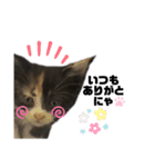 うちの三毛猫めいさん（個別スタンプ：7）