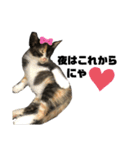 うちの三毛猫めいさん（個別スタンプ：8）